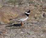 Ringed Plover (Charadrius hiaticula)