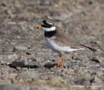 Ringed Plover (Charadrius hiaticula)