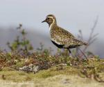 Golden Plover (Pluvialis apricaria)