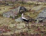 Golden Plover (Pluvialis apricaria)