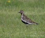 Golden Plover (Pluvialis apricaria)