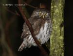 Pygmy Owl (Glaucidium passerinum)