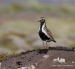 Golden Plover (Pluvialis apricaria)