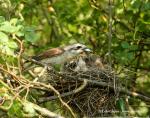 Red-backet Shrike (Lanius collurio)