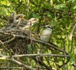 Red-backet Shrike (Lanius collurio)