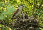 Red-backet Shrike (Lanius collurio)