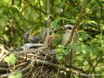Red-backet Shrike (Lanius collurio)