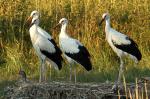 Biodiversity protection (Biodiversity protection)