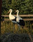 Biodiversity protection (Biodiversity protection)