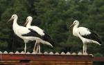 Biodiversity protection (Biodiversity protection)