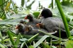 Coot (Fulica atra)