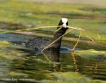 Coot (Fulica atra)