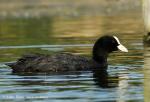 Coot (Fulica atra)