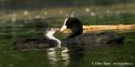 Coot (Fulica atra)