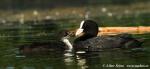 Coot (Fulica atra)