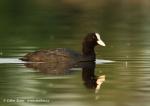 Coot (Fulica atra)