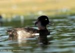 Tufted Duck (Aythya fuligula)