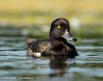 Tufted Duck (Aythya fuligula)