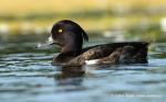 Tufted Duck (Aythya fuligula)
