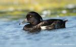 Tufted Duck (Aythya fuligula)
