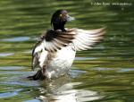 Tufted Duck (Aythya fuligula)