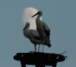 Biodiversity protection (Biodiversity protection)