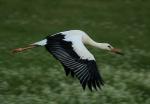 Biodiversity protection (Biodiversity protection)