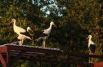 Biodiversity protection (Biodiversity protection)