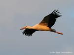 Biodiversity protection (Biodiversity protection)