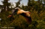 Biodiversity protection (Biodiversity protection)