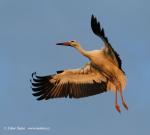 Biodiversity protection (Biodiversity protection)