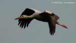Biodiversity protection (Biodiversity protection)