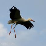 Biodiversity protection (Biodiversity protection)