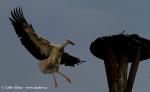 Biodiversity protection (Biodiversity protection)