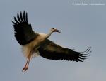 Biodiversity protection (Biodiversity protection)