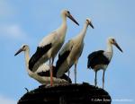 Biodiversity protection (Biodiversity protection)