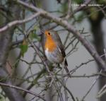 Robin (Erithacus rubecula)