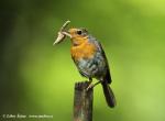 Robin (Erithacus rubecula)