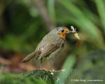 Robin (Erithacus rubecula)