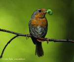 Robin (Erithacus rubecula)