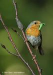 Robin (Erithacus rubecula)