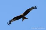 Kite (Milvus milvus)