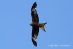 Kite (Milvus milvus)