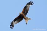 Kite (Milvus milvus)