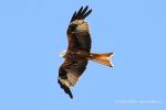 Kite (Milvus milvus)