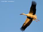Biodiversity protection (Biodiversity protection)