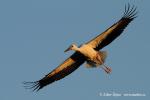 Biodiversity protection (Biodiversity protection)