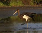 Black Stork (Ciconia nigra)