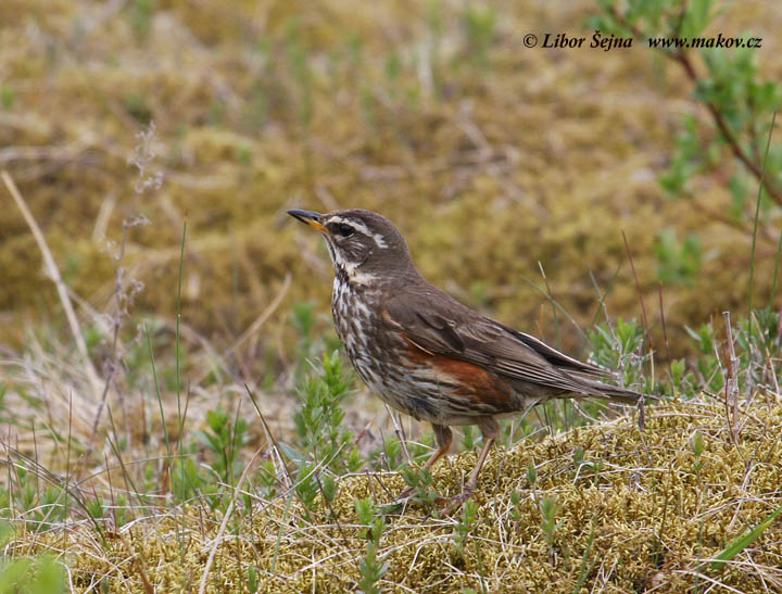 Redwing (Turdus iliacus)