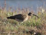 Whimbrel (Numenius phaeopus)